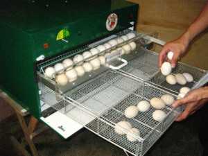 Chicken Egg Incubator